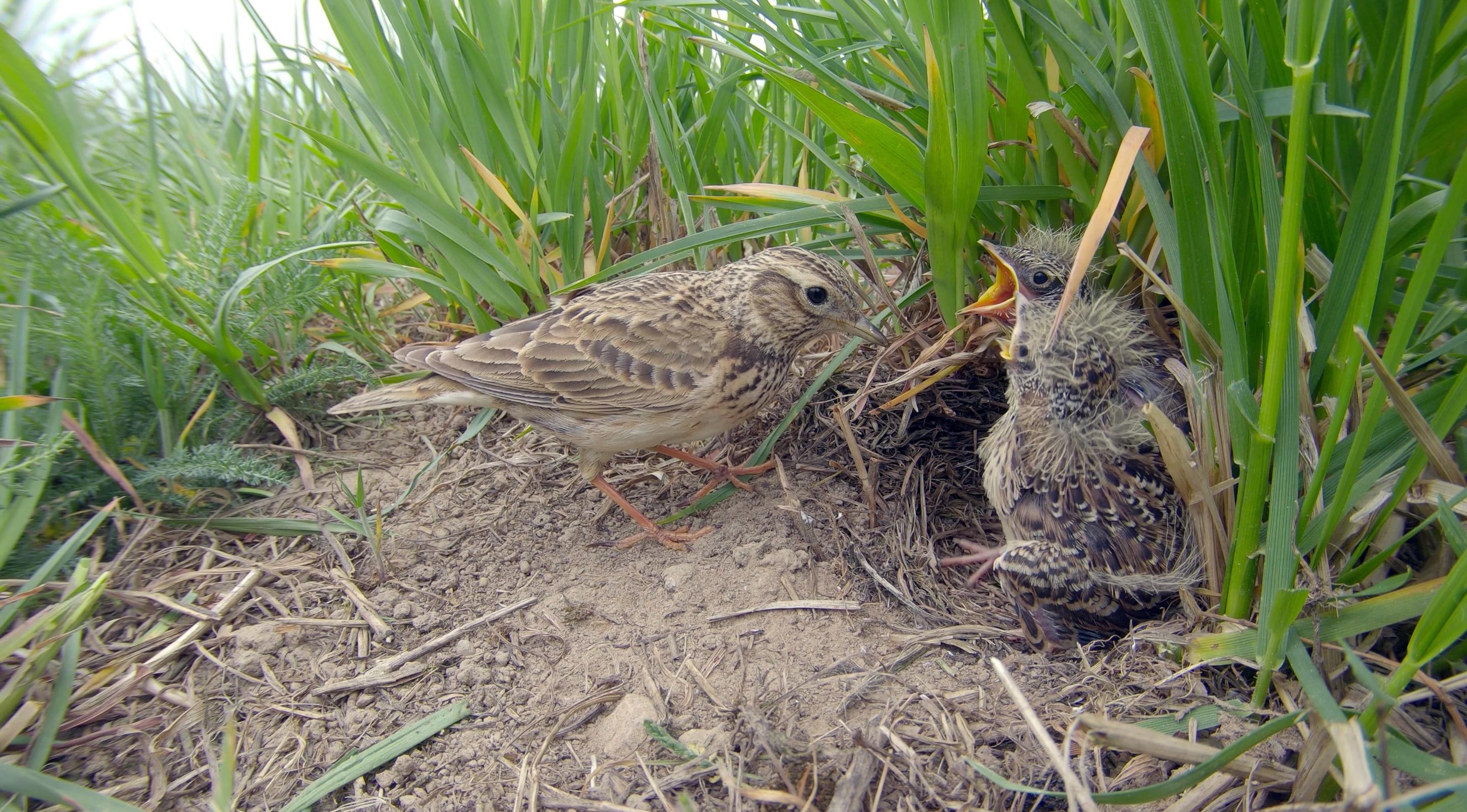 L'alouette des champs a la période de nidification la plus courte parmi les oiseaux chanteurs de la région. Pourtant, de nombreux nids sont écrasés par les tracteurs. [BIRDLIFE - SHUTTERSTOCK]