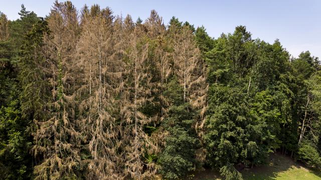 Un arbre attaqué par le bostryche peut dépérir en deux à trois semaines. [Keystone - Laurent Gillieron]