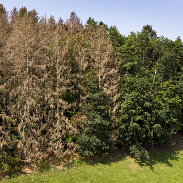 Un arbre attaqué par le bostryche peut dépérir en deux à trois semaines. [Keystone - Laurent Gillieron]