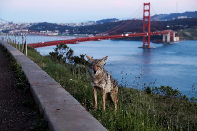 Certaines espèces se sont temporairement réapproprié les villes et leurs environs. [Reuters/File Photo - Shannon Stapleton]