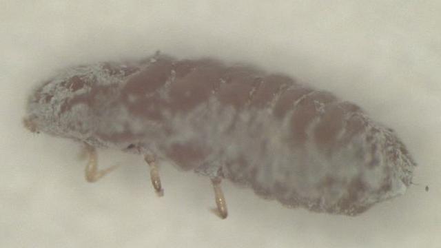 Une cochenille Ripersiella hibisci. [Office fédéral de l'agriculture]