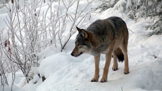 Les loups pourraient désormais être tirés si dix moutons ou chèvres ont été attaqués (image d'illustration). [AP/Keystone]