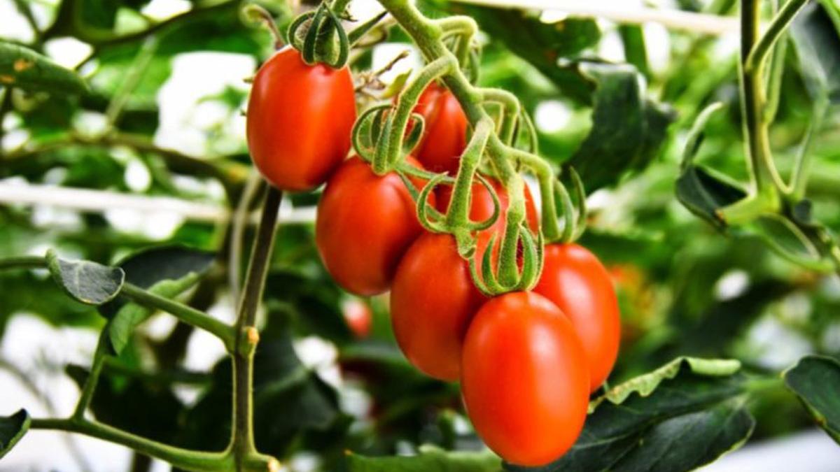 Le Japon lance la première tomate au génome modifié par CRISPR-Cas9 au monde, une Sicilienne rouge. [Sanatech Seed Co. - ISAAA]