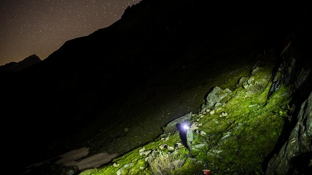 Trois jeunes loups de la meute de Beverin (GR) pourront être abattus, a annoncé lundi la Confédération. Les cantons de Vaud et du Valais ont, eux, reçu le feu vert, pour des tirs de régulation du loup la semaine dernière. Pour protéger les troupeaux et éviter les tirs, des bénévoles de l'Organisation pour la protection des alpages suisses (OPAL) se sont relayés tout l'été sur trois alpages valaisans. [KEYSTONE - JEAN-CHRISTOPHE BOTT]