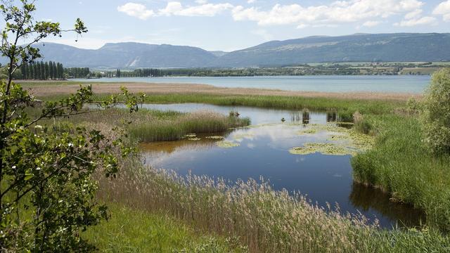 La Grande Cariçaie, la réserve naturelle qui longe la rive sud du lac de Neuchâtel. [Keystone - Laurent Gilliéron]