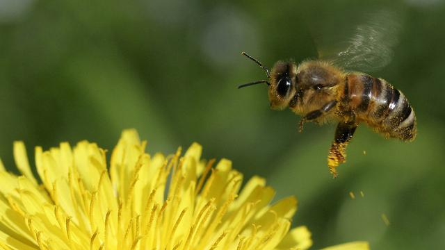 Il y a trop d'abeilles domestiques dans les villes suisses. [KEYSTONE - Lisa Maire]