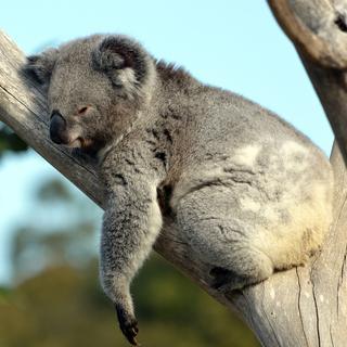Le koala dort environ 14.5 heures par jour.
KHBlack
Depositphotos [KHBlack]