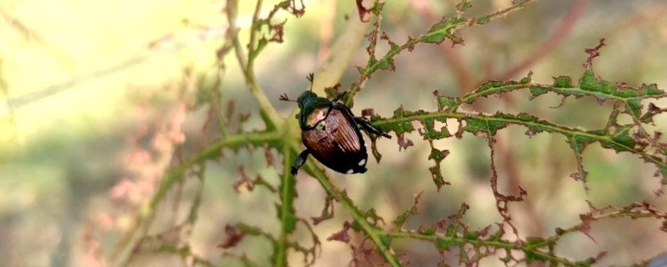 Apps et environnement: quelles solutions face aux espèces exotiques envahissantes? [© OFAG]