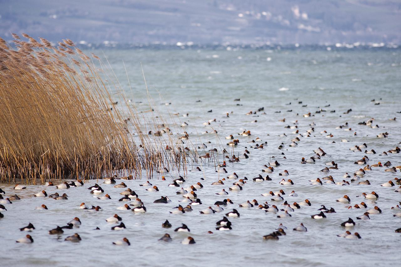 Fuligules morillon, Fuligules milouin et Nettes rousses dans la réserve de la baie d'Yvonand (image d'archive). [Association de la Grande Cariçaie - Aline Pfänder]