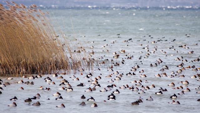 Fuligules morillon, Fuligules milouin et Nettes rousses dans la réserve de la baie d'Yvonand (image d'archive). [Association de la Grande Cariçaie - Aline Pfänder]