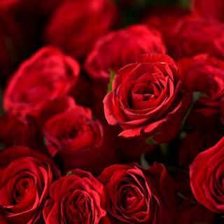 Un bouquet de roses lors de la célébration de la Saint-Valentin. [AFP - Narayan Maharjan / NurPhoto]