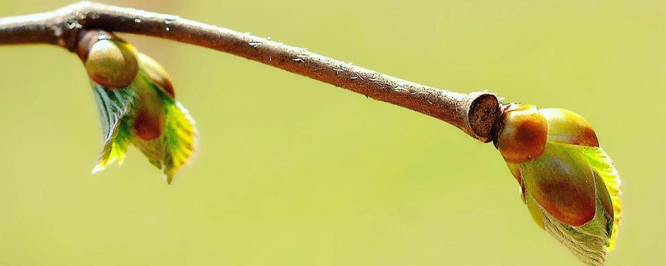 Apps et environnement: un outil pédagogique et "phénologique". [© Phaenonet]