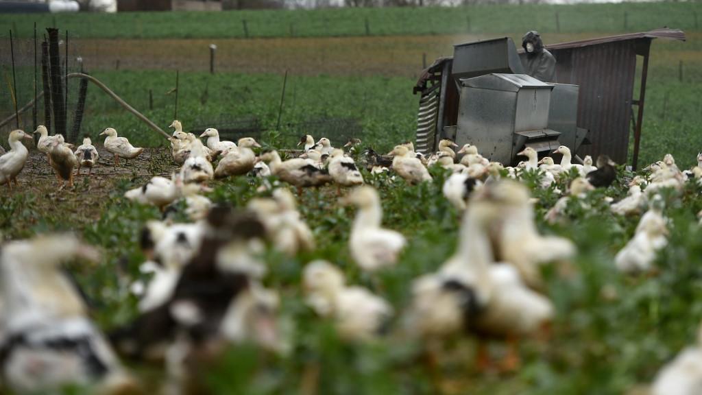 Les autorités françaises ont fait abattre plus de 200'000 canards. [AFP - Gaizka Iroz]