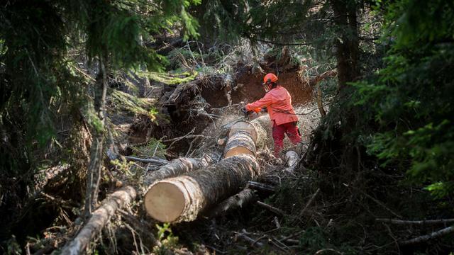 La sylviculture peut augmenter la résilience des forêts d'épicéas et de sapins face aux sécheresses. Une équipe, dirigée par l'Institut fédéral suisse de recherches sur la forêt, la neige et le paysage (WSL), propose des pistes dans la revue Global Change Biology. [KEYSTONE/TI-PRESS - GABRIELE PUTZU]