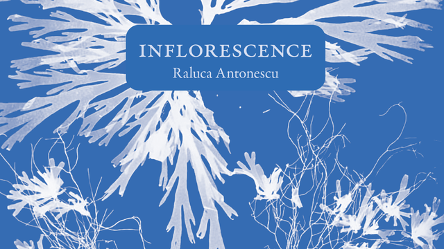 Couverture de "Inflorescence" de Raluca Antonescu. [Editions La Baconnière]