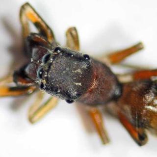 une araignée qui se prend pour une fourmi. [zoom-nature.fr]