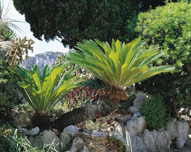 Les graines du "Cycas revoluta", ou Cycas du Japon, ont elles aussi été identifiées comme de potentielles causes de la maladie de Charcot. [Leemage via AFP]