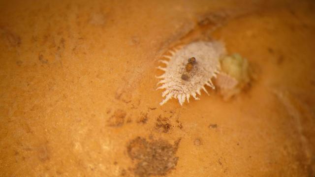 Lâchers de guêpes contre la cochenille farineuse en Valais. [Etat du Valais]