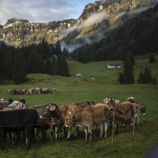 Le bétail de la famille Pianta, le 30 septembre 2021, à Naefels. [Keystone - Gian Ehrenzeller]