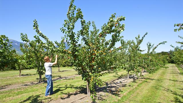 Le Valais soutient les producteurs qui se passent d'herbicide. [Keystone - Jean-Christophe Bott]