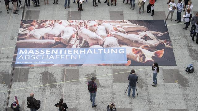 Vue d'une affiche montrant des porcs à l'engrais lors du lancement de l'initiative fédérale "Pas d'élevage industriel en Suisse"; de Sentience Politics, le mardi 12 juin 2018 à Berne. [Keystone - Peter Schneider]