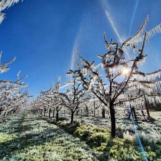 Dimanche 21 mars: les abricotiers valaisans ont souffert du gel durant ce week-end. [RTS - Romain Boisset]