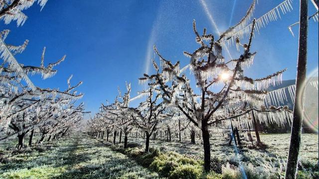 Dimanche 21 mars: les abricotiers valaisans ont souffert du gel durant ce week-end. [RTS - Romain Boisset]