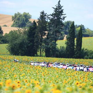 Samedi 10 juillet: le peloton du Tour de France caché au milieu des tournesols dans le sud-ouest du pays. [Keystone - EPA/Christophe Petit-Tesson]