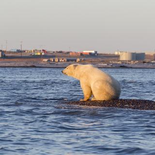 Washington suspend les forages de pétrole dans une zone protégée de l'Arctique. [AFP - Sylvain Cordier]