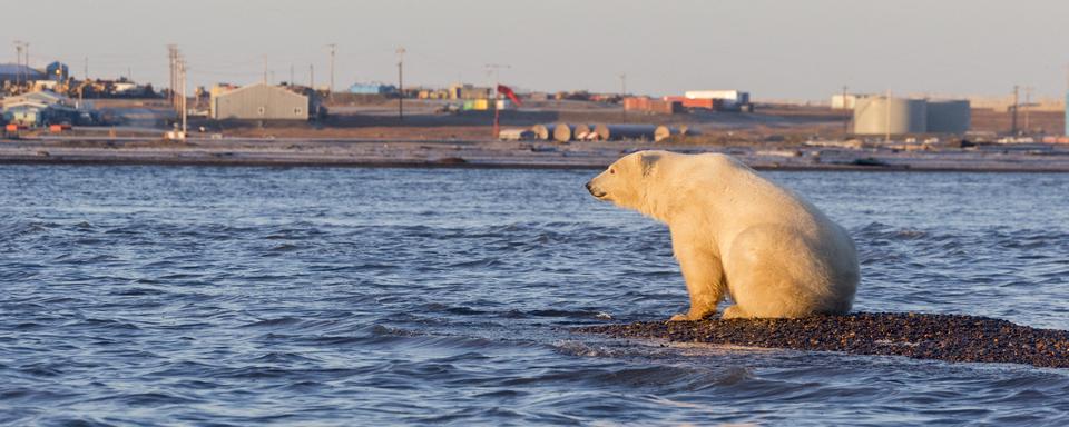 Washington suspend les forages de pétrole dans une zone protégée de l'Arctique. [AFP - Sylvain Cordier]