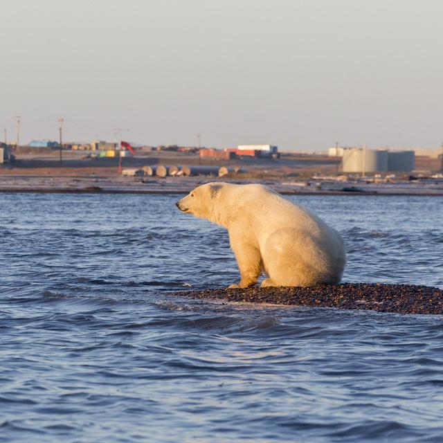 Washington suspend les forages de pétrole dans une zone protégée de l'Arctique. [AFP - Sylvain Cordier]