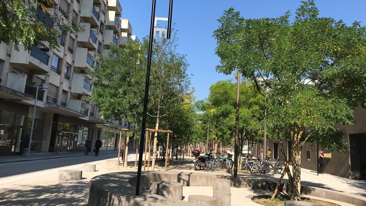 La Ville de Genève a planté 533 arbres cet hiver. [Lucile Solari - Lucile Solari]