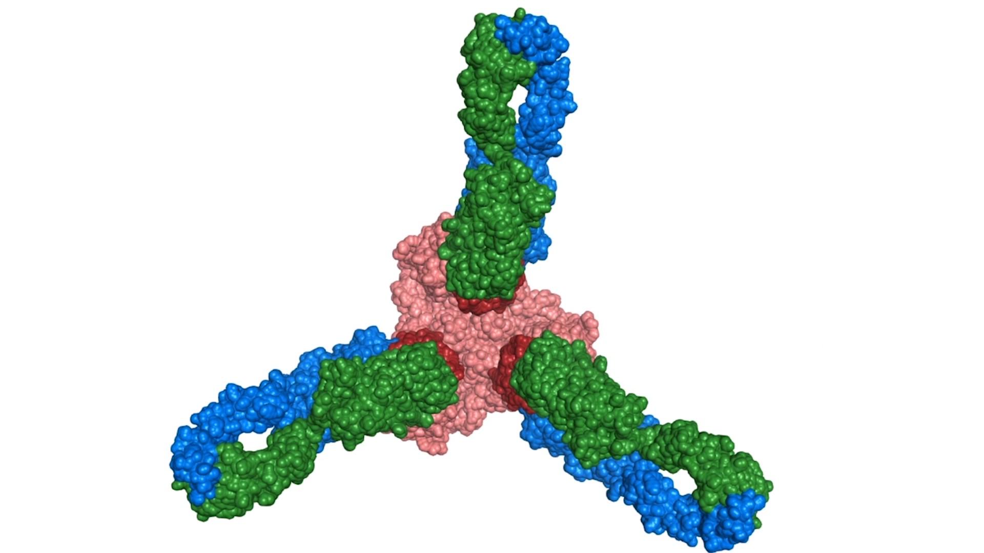 Deux anticorps (en vert et bleu) s'attaquent au virus en rouge et l'empêchent de muter. [RTS]