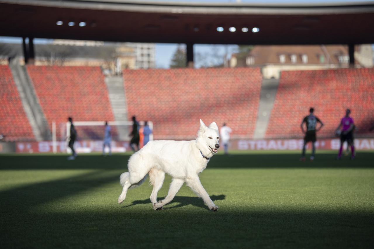 Le chien du président du FCZ a joué les trublions. [KEYSTONE - Ennio Leanza]