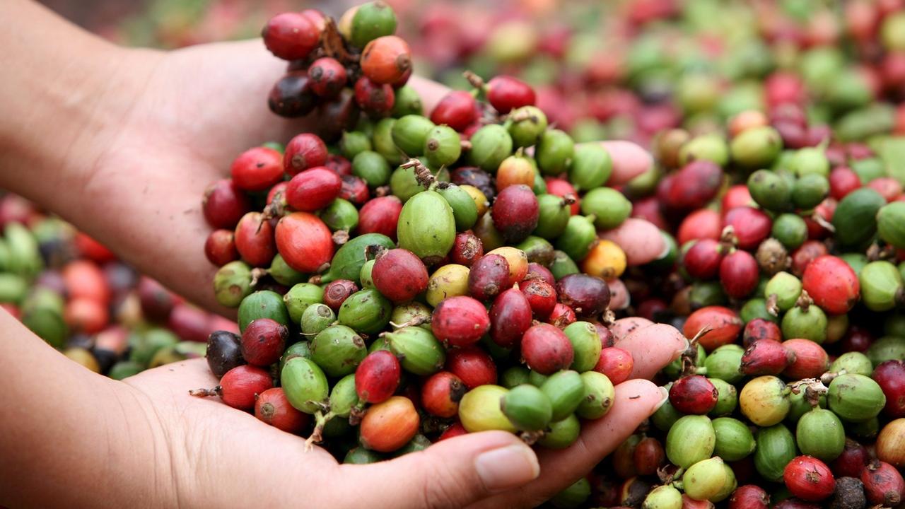 Le prix du café arabica est au plus haut depuis dix ans. [EPA - BARBARA WALTON]
