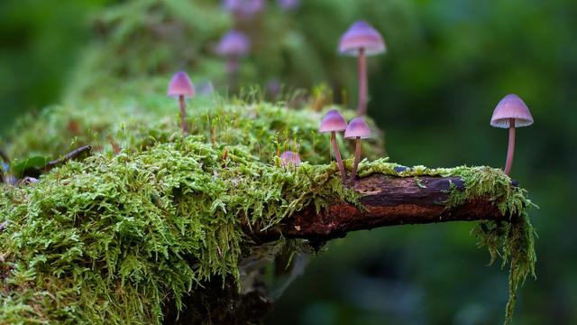 Festival du Film Vert (2/5): les champignons : règne oublié de la biodiversité ? [© adege pixabay]