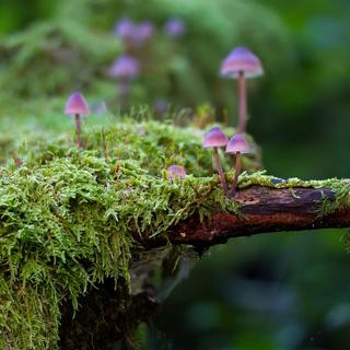Festival du Film Vert (2/5): les champignons : règne oublié de la biodiversité ? [© adege pixabay]
