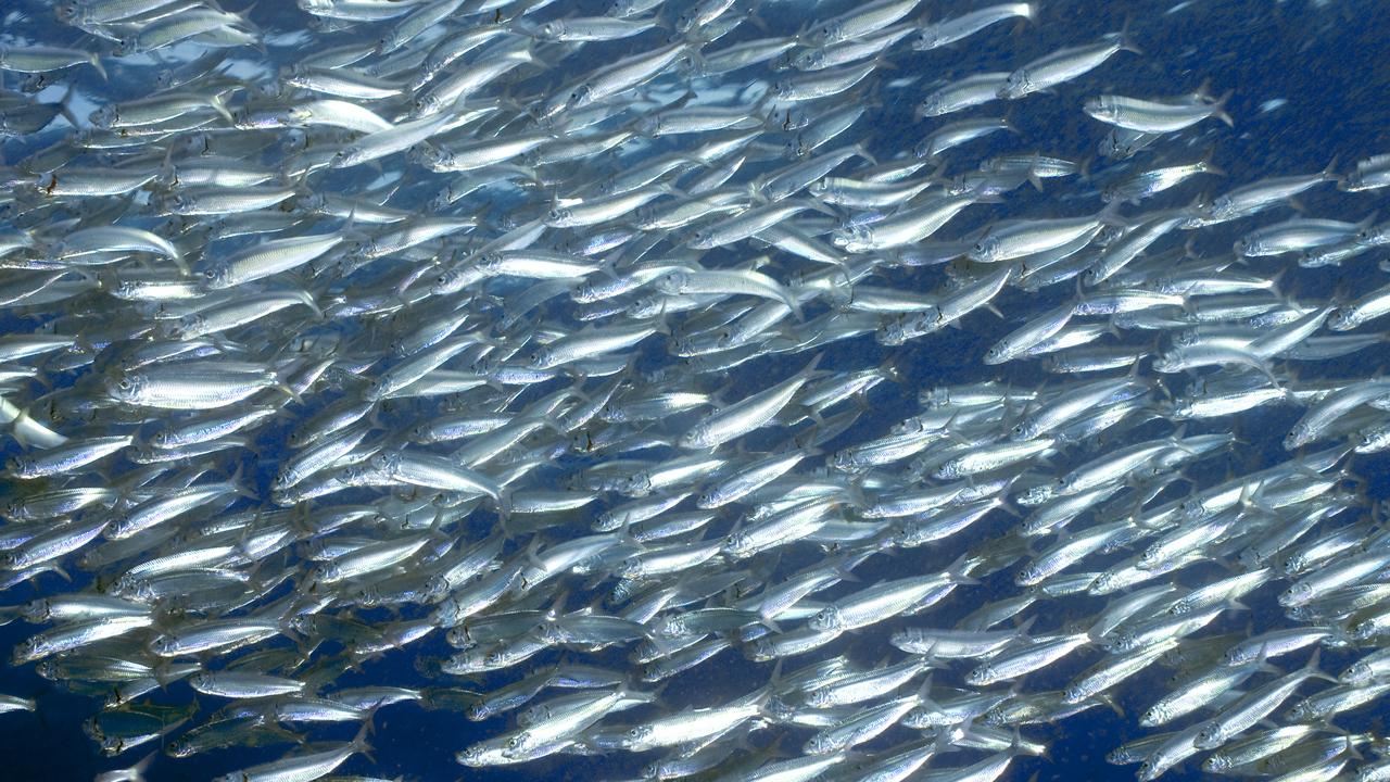 Des sardine, photographiées au large de Ténérife. [AFP - Sergio Hanquet]