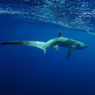 Le requin renard utilise sa queue dans une technique de chasse unique.
ftlaudgirl
Depositphotos [ftlaudgirl]