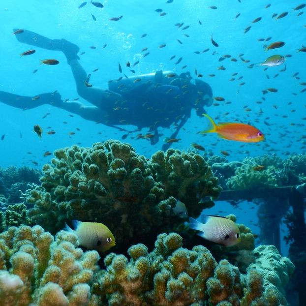 L'expédition va explorer les récifs de coraux de la Mer rouge. [EPFL - Maoz Fine]