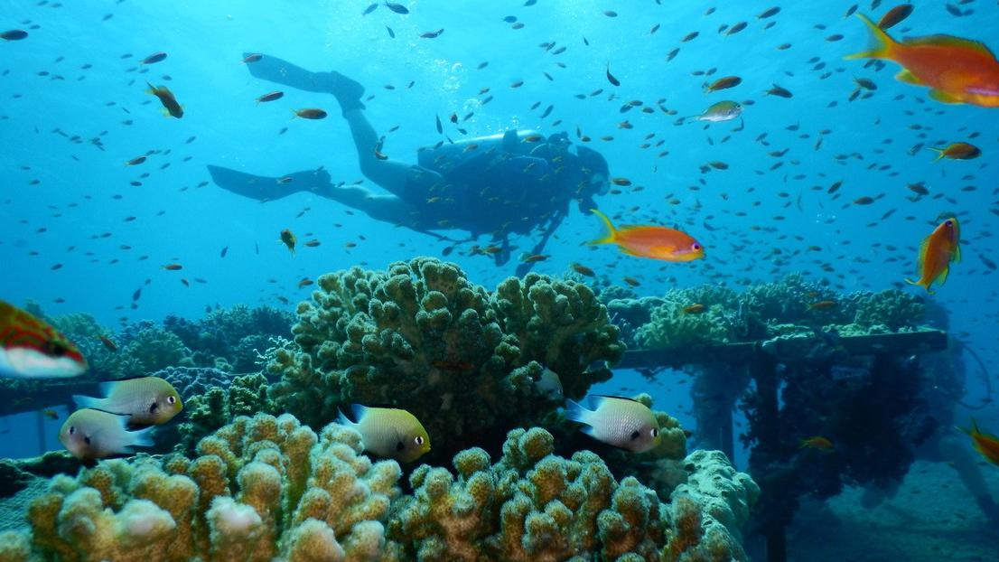 L'expédition va explorer les récifs de coraux de la Mer rouge. [EPFL - Maoz Fine]