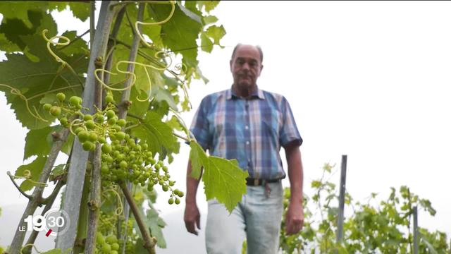 Les vignerons luttent contre le mildiou, ce parasite qui fait des ravages