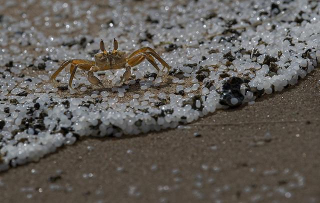 Un crabe au milieu de billes de polyéthylène sur la plage où se sont échoués les débris de l'incendie et une partie du chargement d'un porte-conteneurs, au large des côtes du Sri Lanka. [EP/Keystone - Eranga Jayawardena]