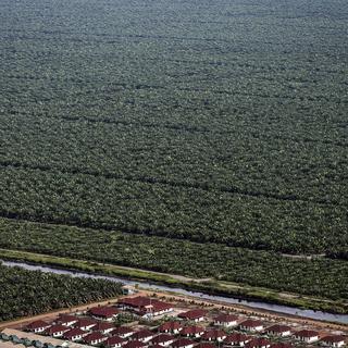 Des plantations de palmiers à huile au Kalimantan, en Indonésie. [Keystone - EPA/Bagus Indahono]