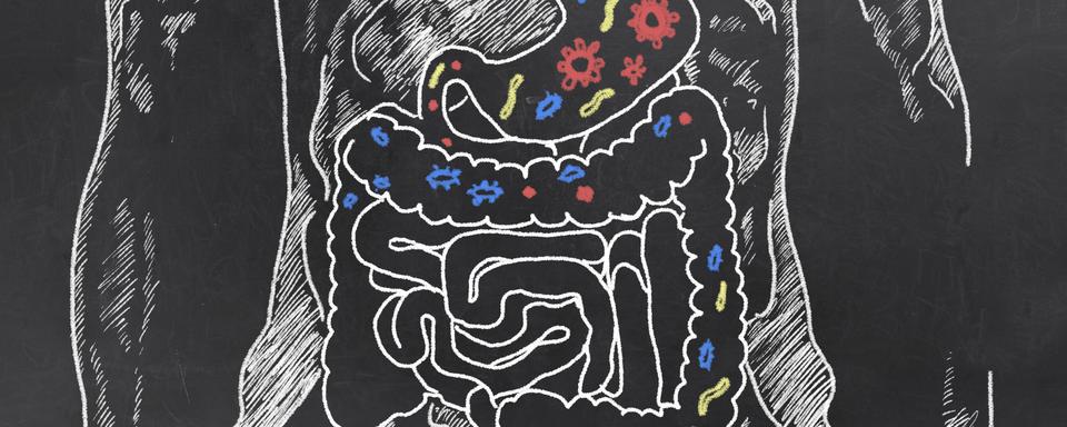 Esquisse intestinale avec bactéries intestinales. [depositphotos - TLFurrer]