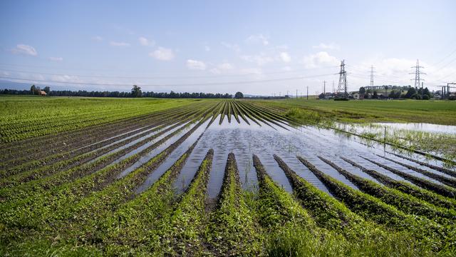 Les récoltes ont souffert en 2021 de la météo extrême. [Keystone - Peter Schneider]