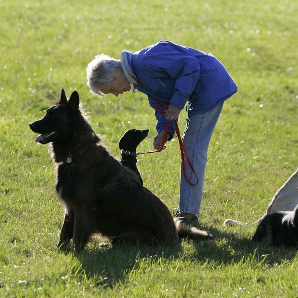 Les cours pour nouveaux et nouvelles propriétaires de chiens sont à nouveau obligatoires dans le canton de Neuchâtel depuis janvier 2021. [Keystone - Olivier Maire]