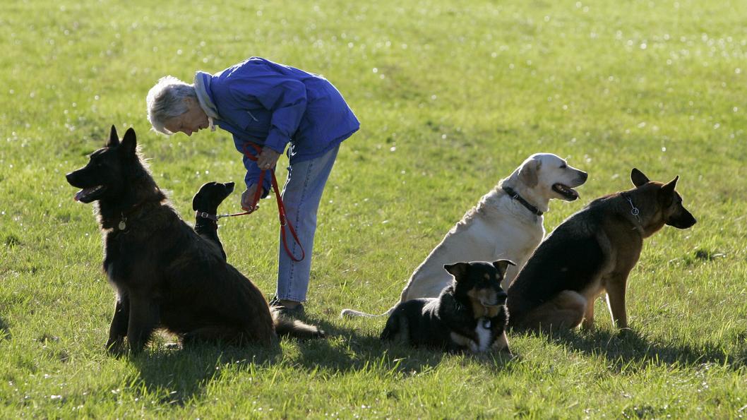 Les cours pour nouveaux et nouvelles propriétaires de chiens sont à nouveau obligatoires dans le canton de Neuchâtel depuis janvier 2021. [Keystone - Olivier Maire]