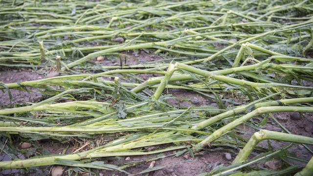 Les légumes suisses souffrent aussi des fortes intempéries s'abattant sur le pays depuis quatre semaines. Le marché n'est plus approvisionné qu'en partie et les importations doivent être augmentées, indique mercredi l'Union maraîchère suisse. [KEYSTONE - ENNIO LEANZA]