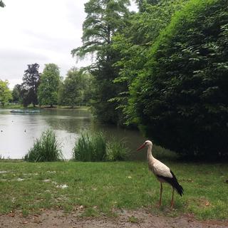 Les cigognes de Strasbourg ont pris leurs aises au parc de l’Orangerie. [RTS - Mary Vakaridis]